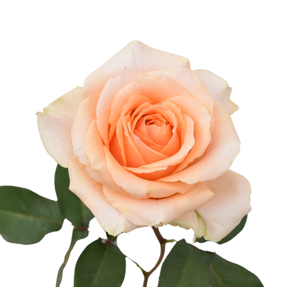 Felicity — wholesale roses