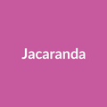 Jacaranda Rose - Hot Pink - Ecuador