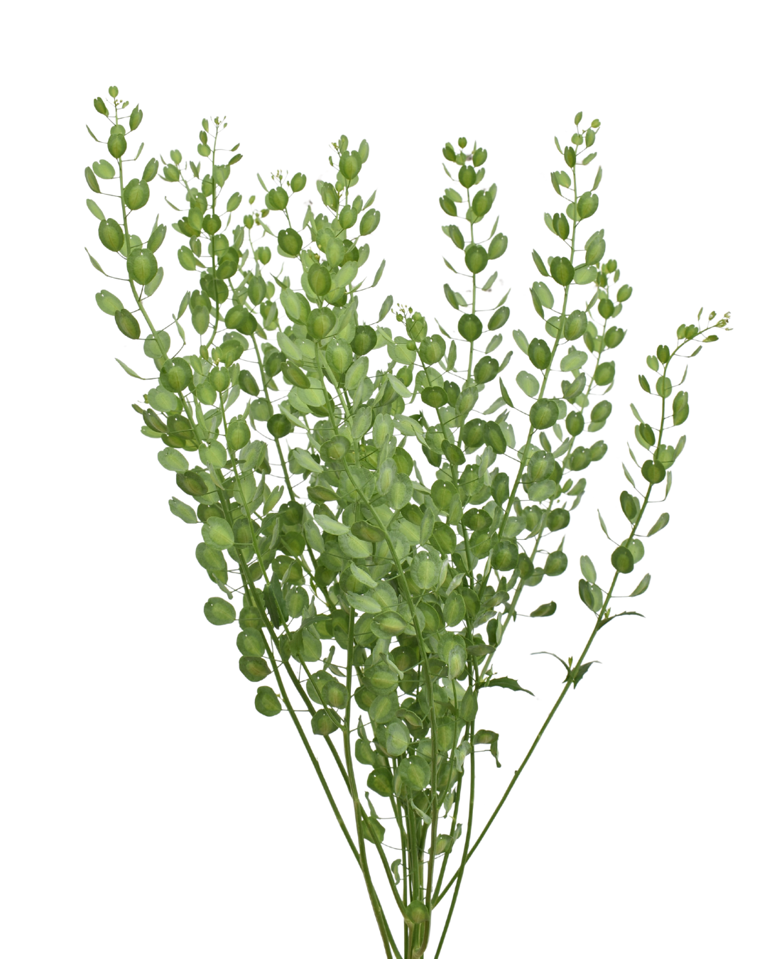 Field Pennycress — wholesale