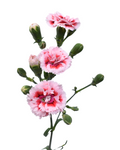 Fiorino Tatto Dianthus — wholesale