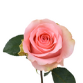 Flirty — wholesale roses