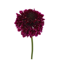Focal Scoop Cranberry — wholesale