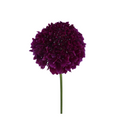 Focal Scoop Merlot — wholesale