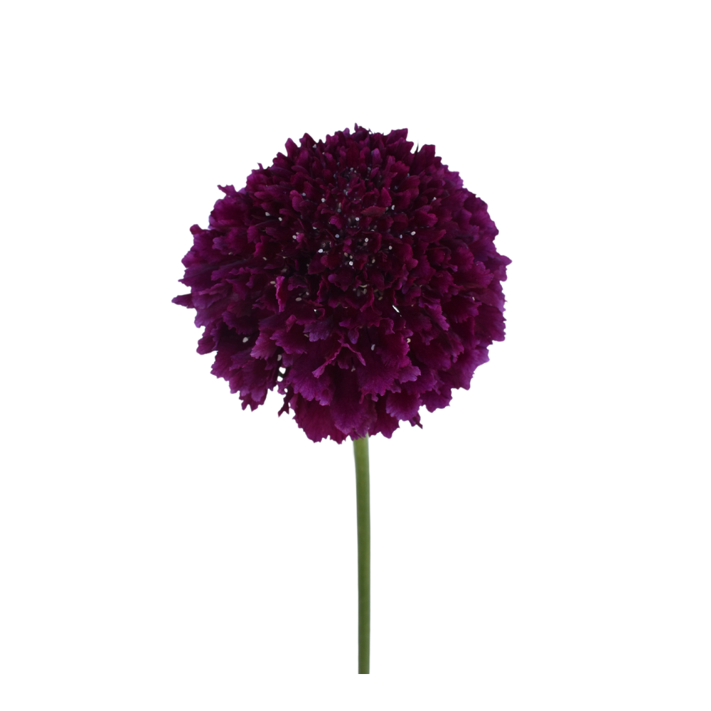 Focal Scoop Merlot — wholesale