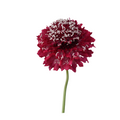 Focal Scoop Red Apple — wholesale roses