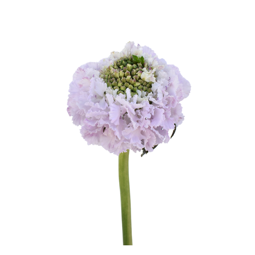 Focal Scoop Sweetness — wholesale roses