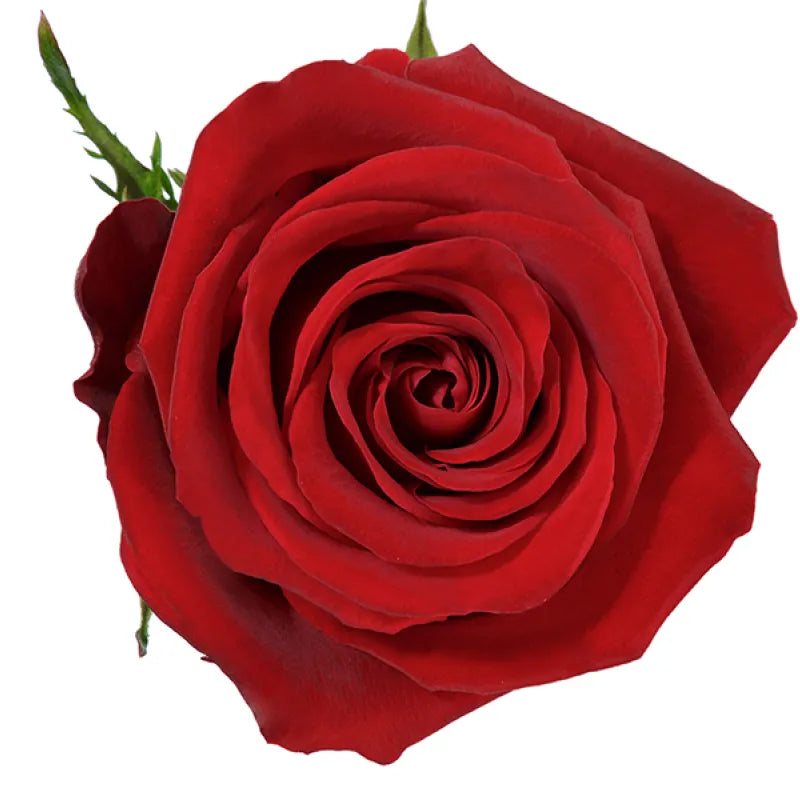 Fortune Rose