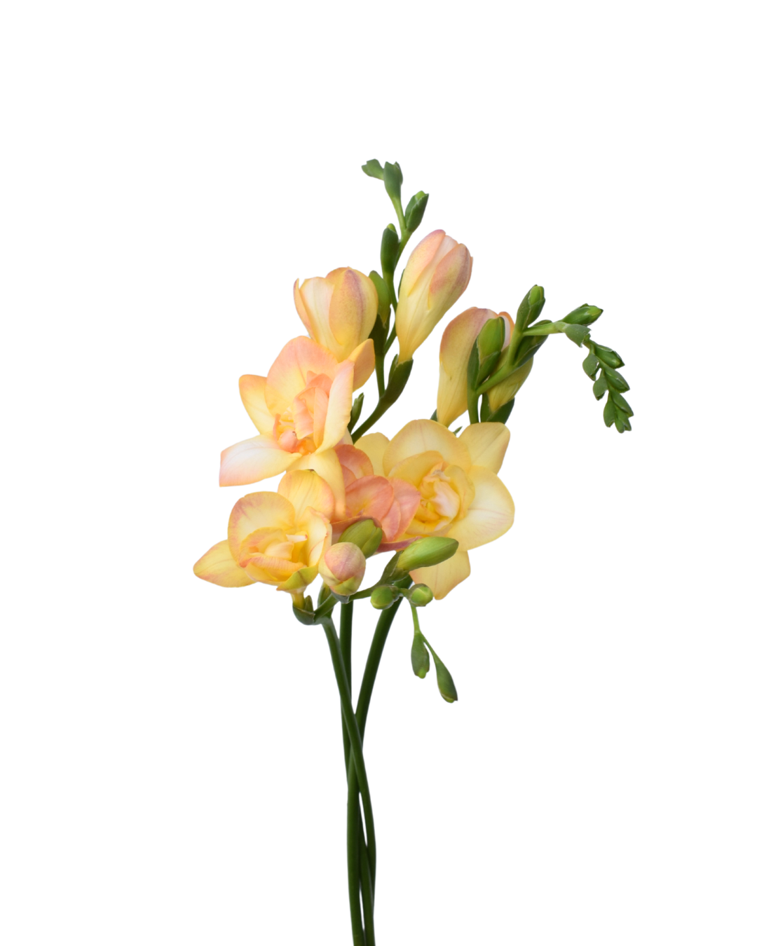 Freesia Light Peach — wholesale