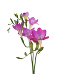 Freesia Lila — wholesale