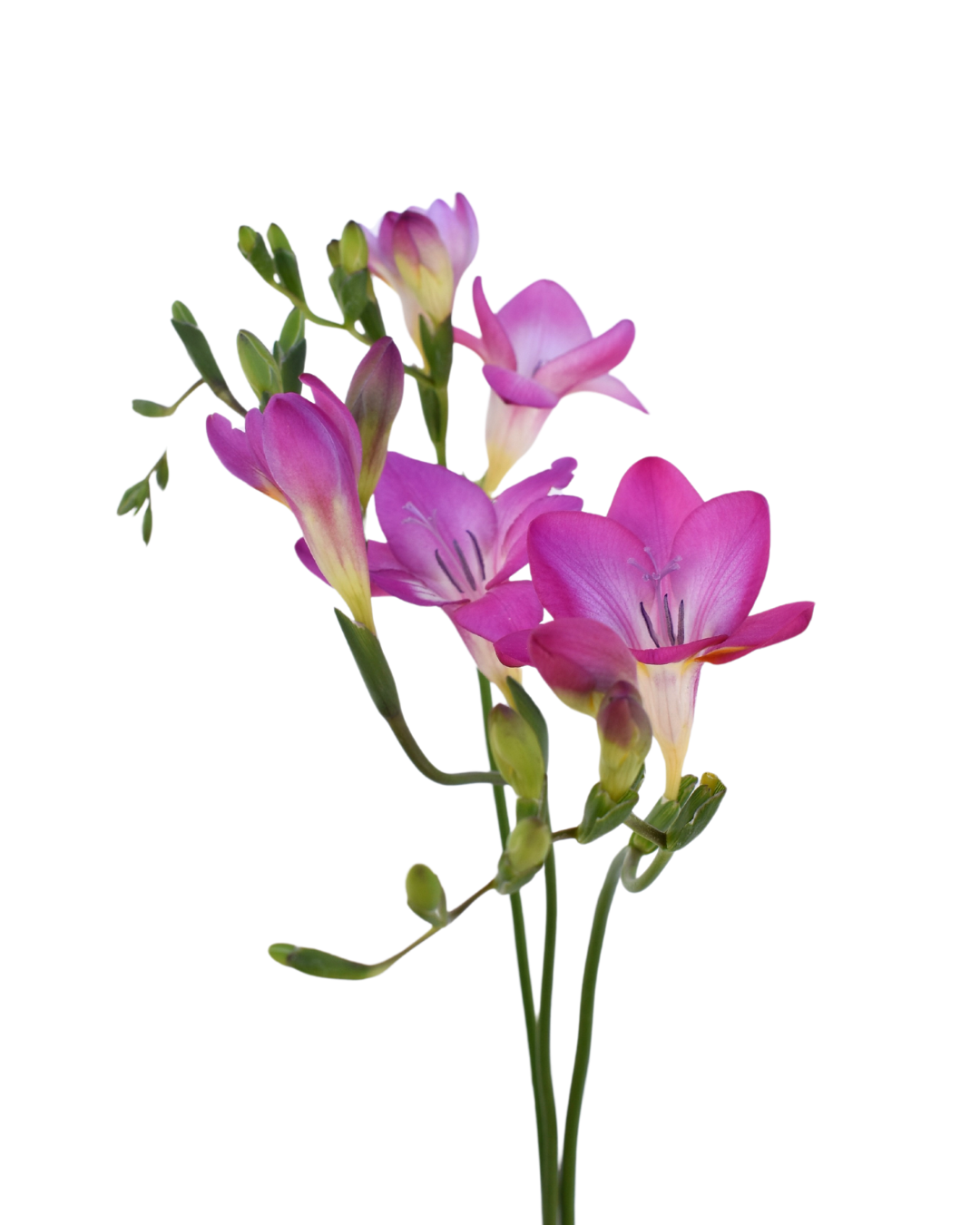 Freesia Lila — wholesale