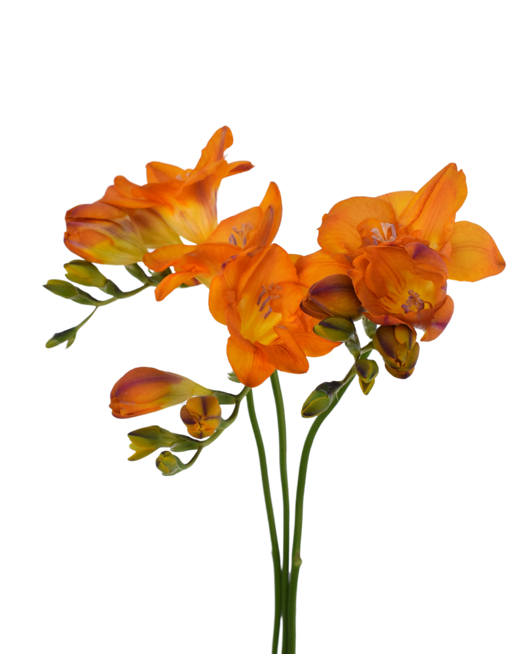 Freesia Mustard — wholesale roses