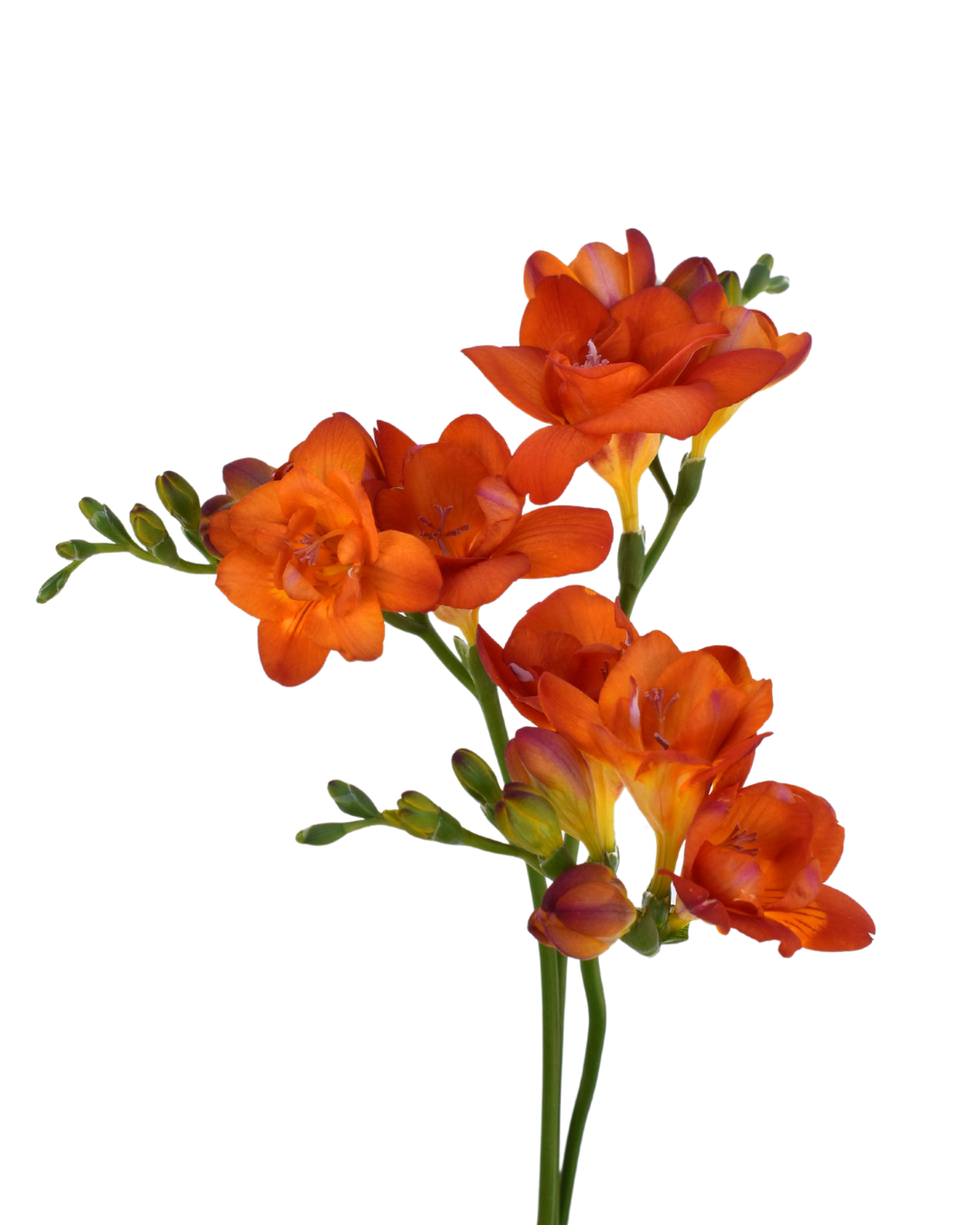 Freesia Orange — wholesale