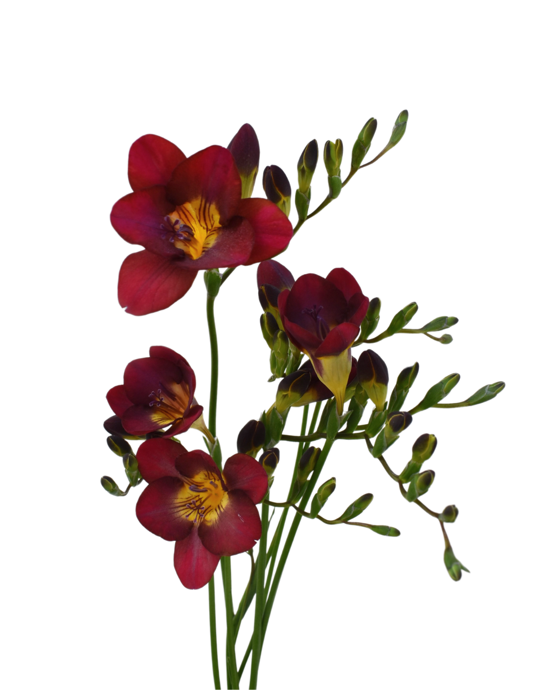 Freesia Red — wholesale