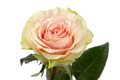 Frutteto Rose, wholesale bicolor roses