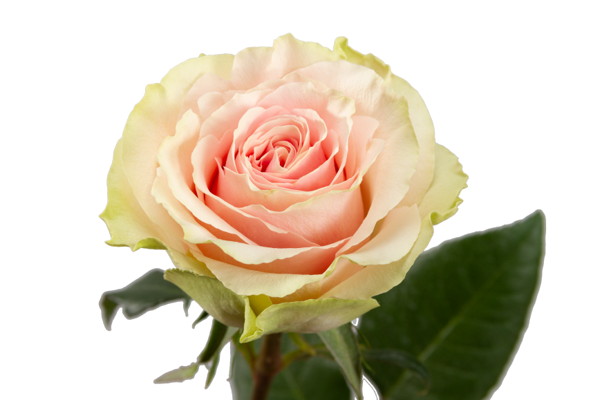 Frutteto Rose, wholesale bicolor roses