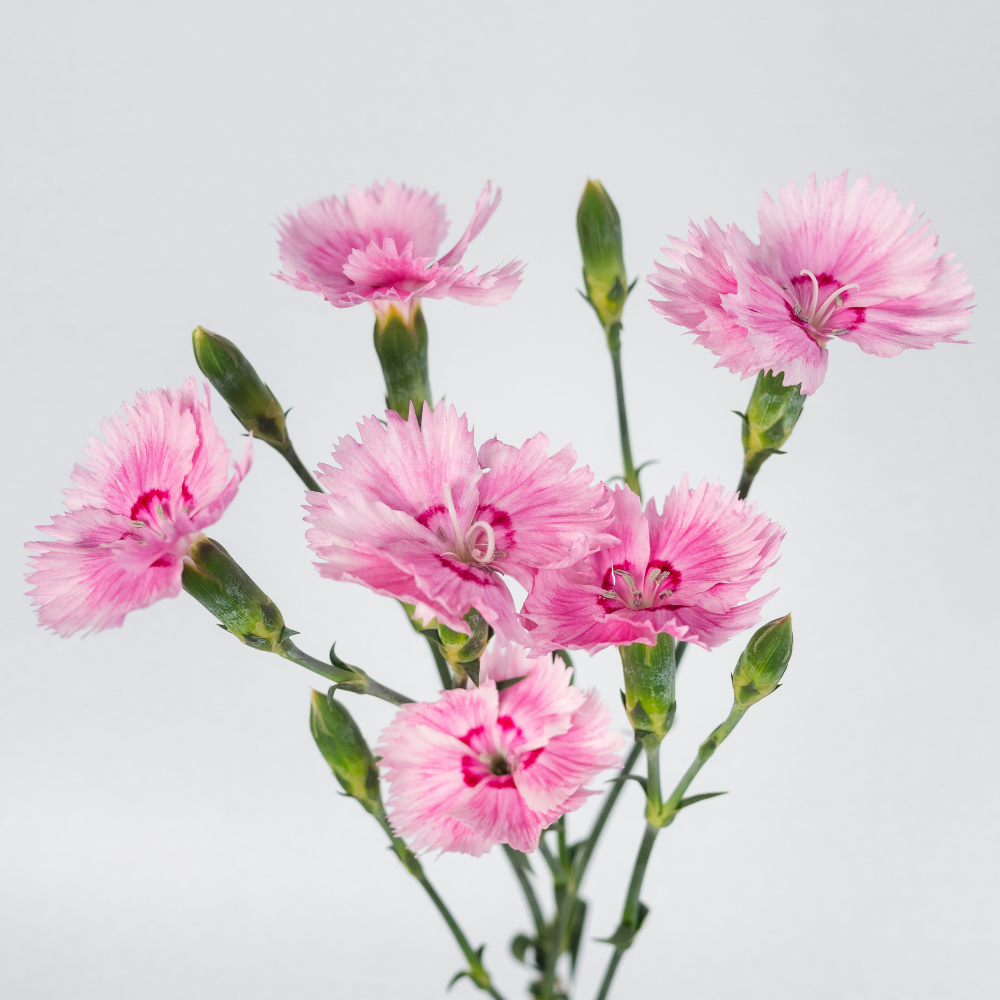 Fiorino Iris Dianthus — wholesale