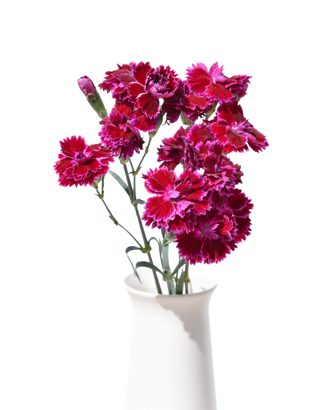 Fiorino Jay Dianthus — wholesale