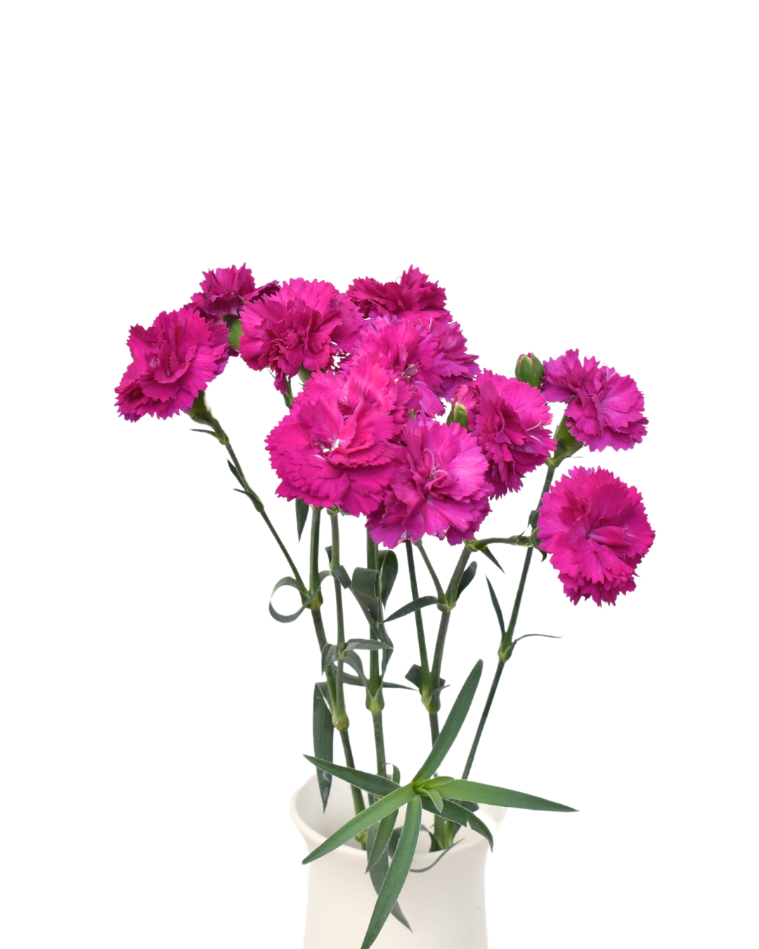 Fiorino Purple Dianthus — wholesale