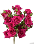 Fire Up Rose — wholesale