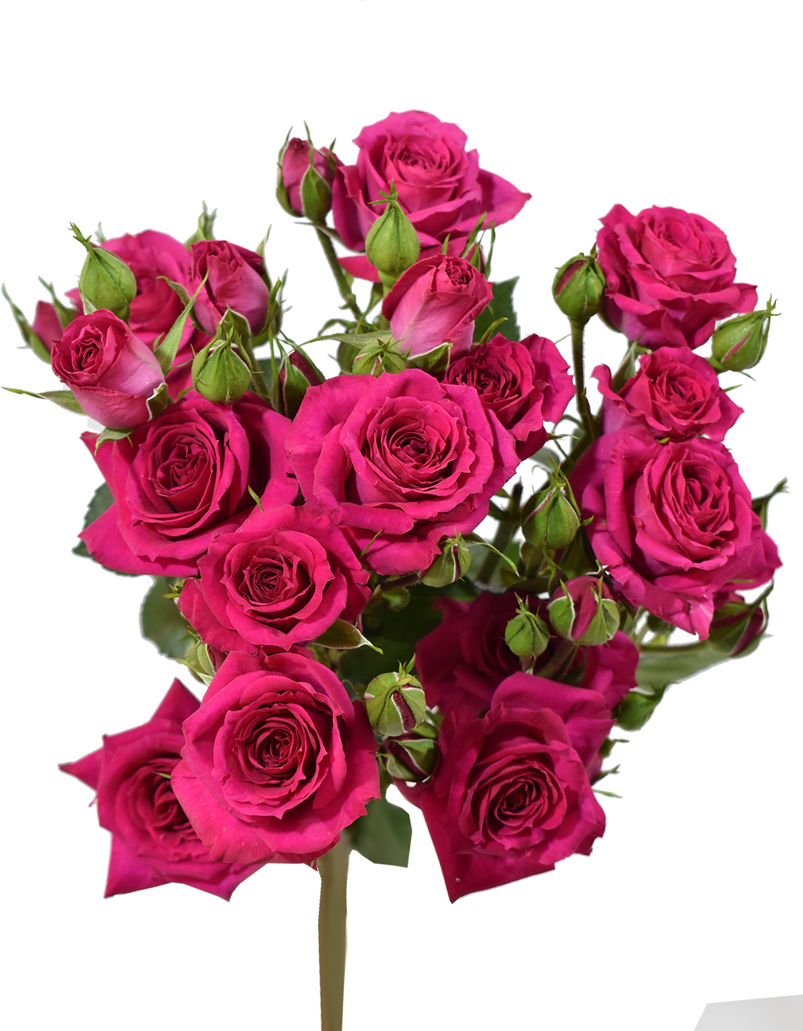 Fire Up Rose — wholesale