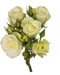Floreana Spray Rose — wholesale