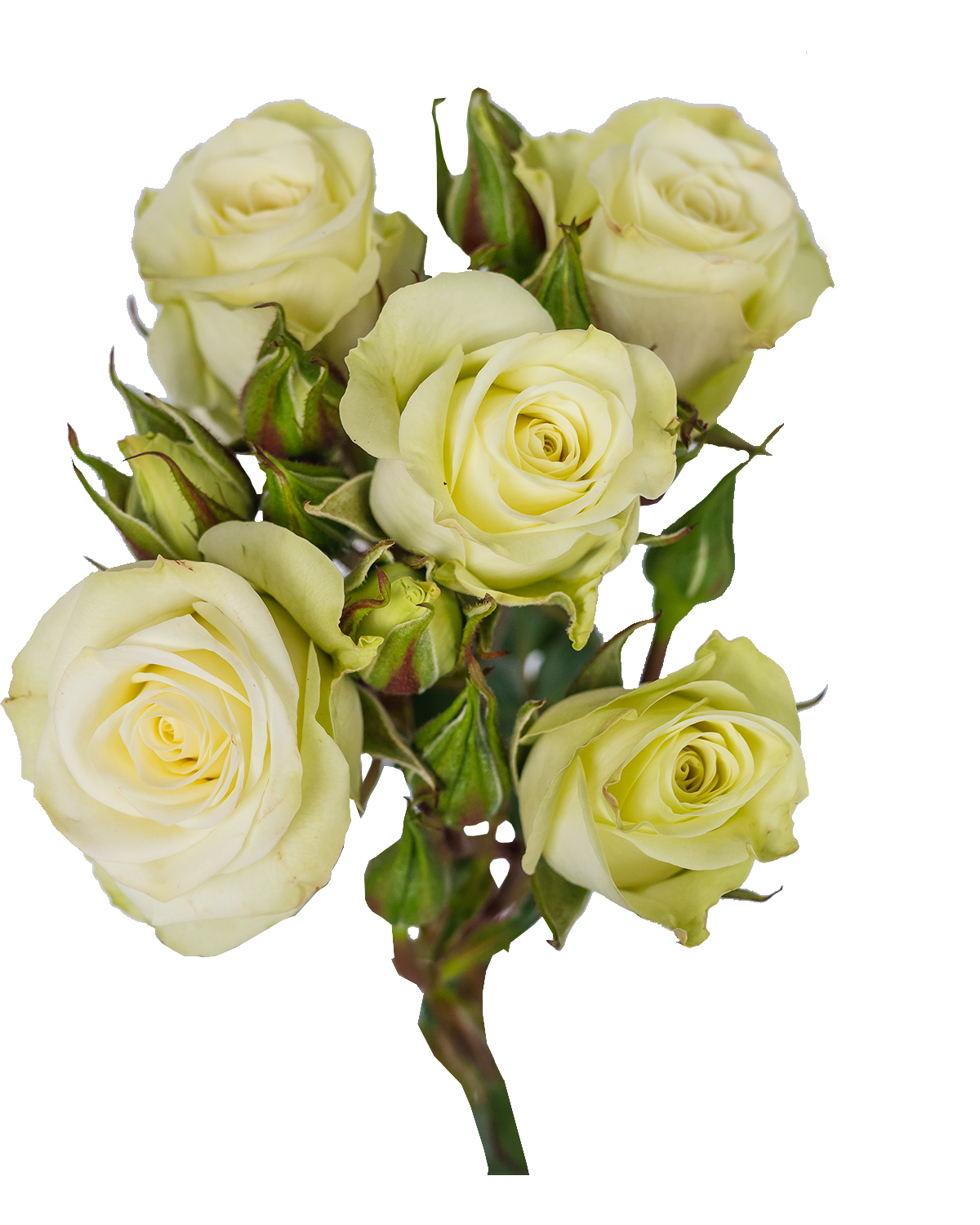 Floreana Spray Rose — wholesale