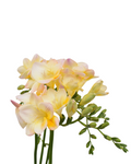 Freesia Cream — wholesale roses