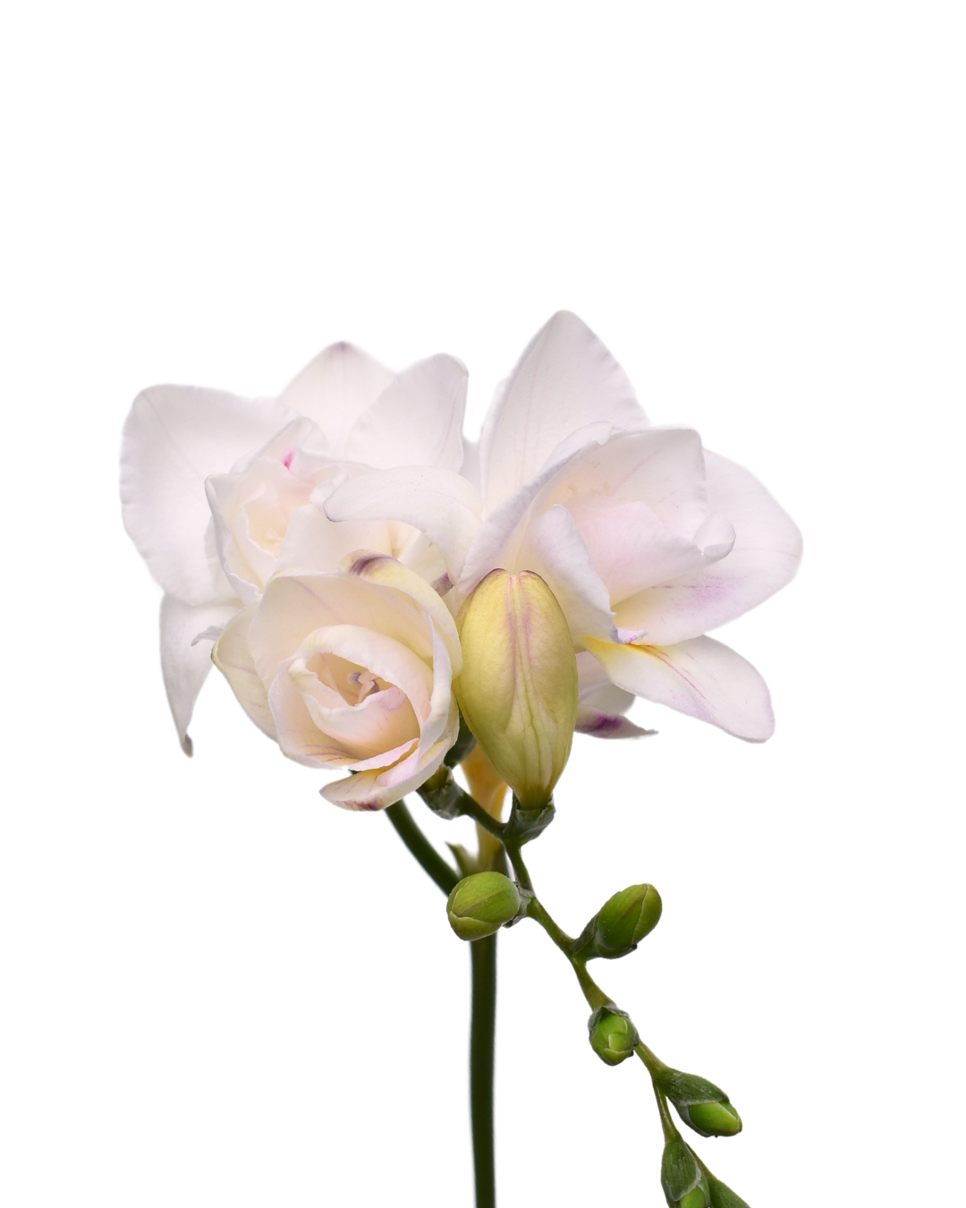 Freesia Light Lavender — wholesale
