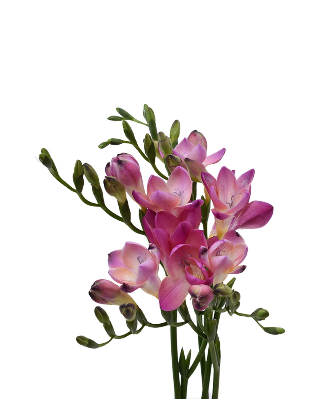 Freesia Pink — wholesale