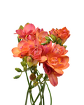 Freesia Tropical — wholesale
