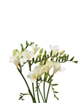 Freesia White — wholesale roses