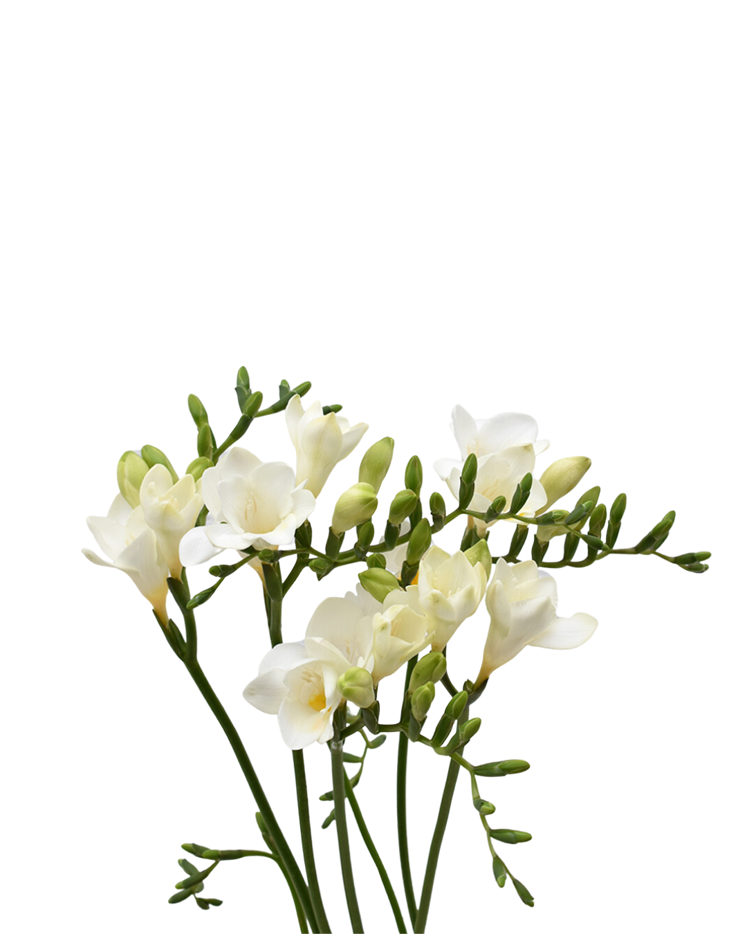Freesia White — wholesale roses