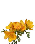 Freesia Yellow — wholesale