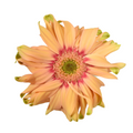 Mini Gerbera Pasta Rosatta — wholesale
