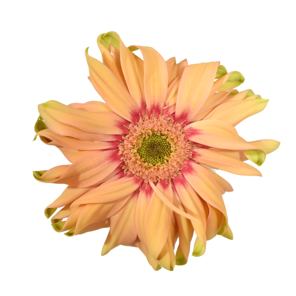Mini Gerbera Pasta Rosatta — wholesale