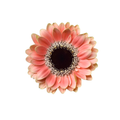 Gerbera Piccolini Ditella — wholesale