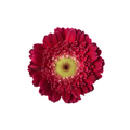 Gerbera Piccolini Molara — wholesale