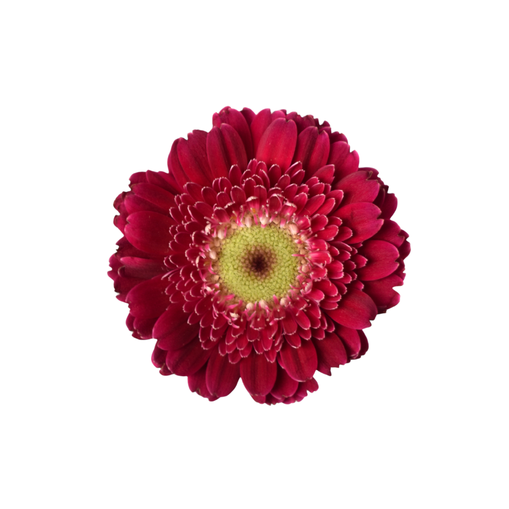Gerbera Piccolini Molara — wholesale