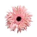Gerebera Spider Cream Spin Gerbera — wholesale