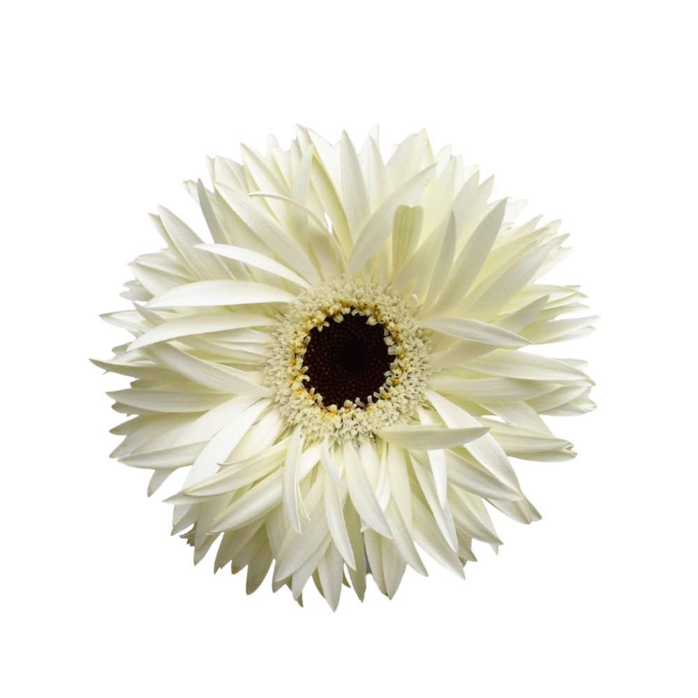 Gerebera Spider Noble Gerbera — wholesale