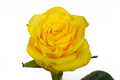 Goldfinch Rose, wholesale yellow roses