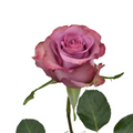 Govinda — wholesale roses