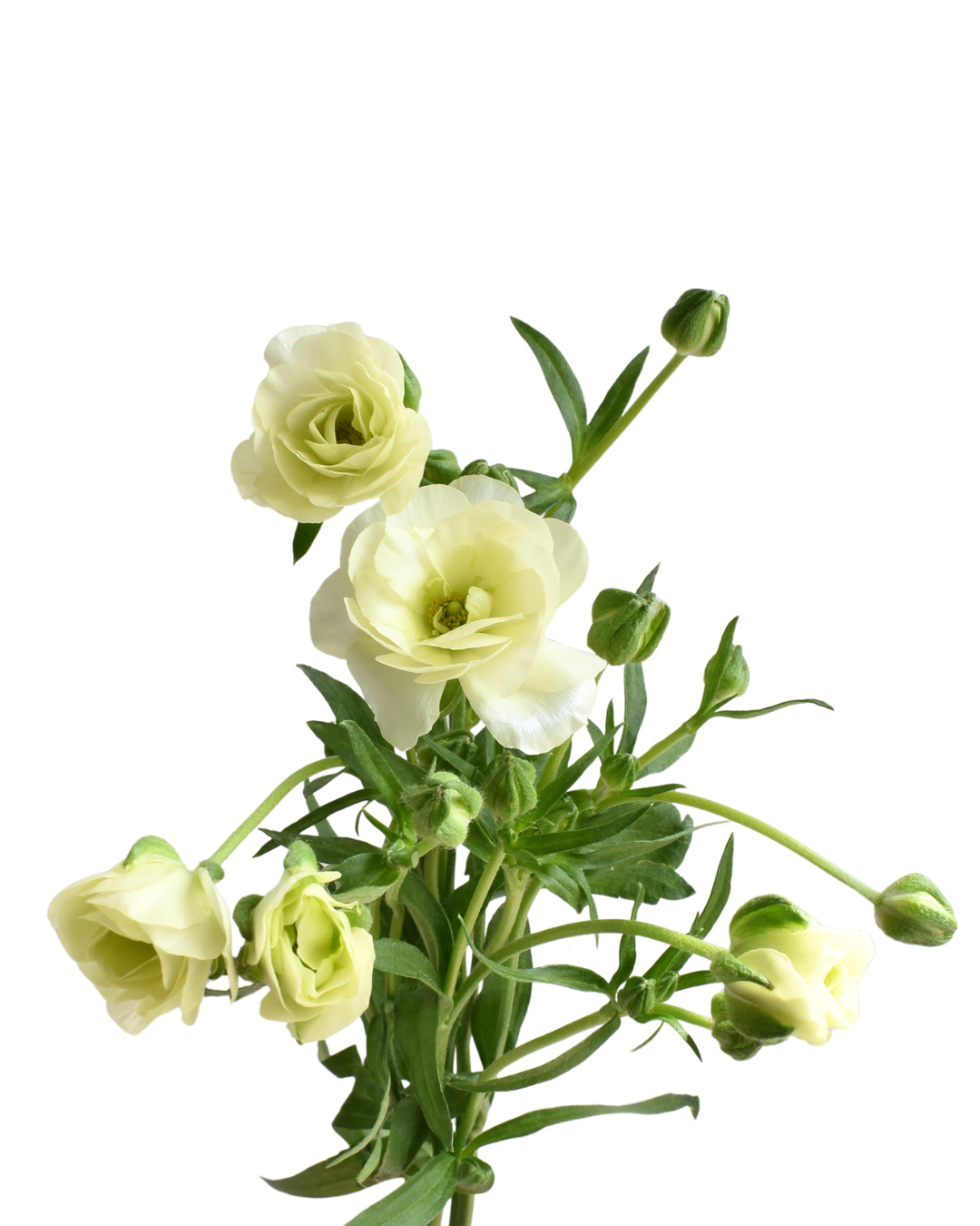 Cream 2 Ranunculus