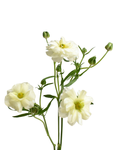 Cream 2 Ranunculus — wholesale