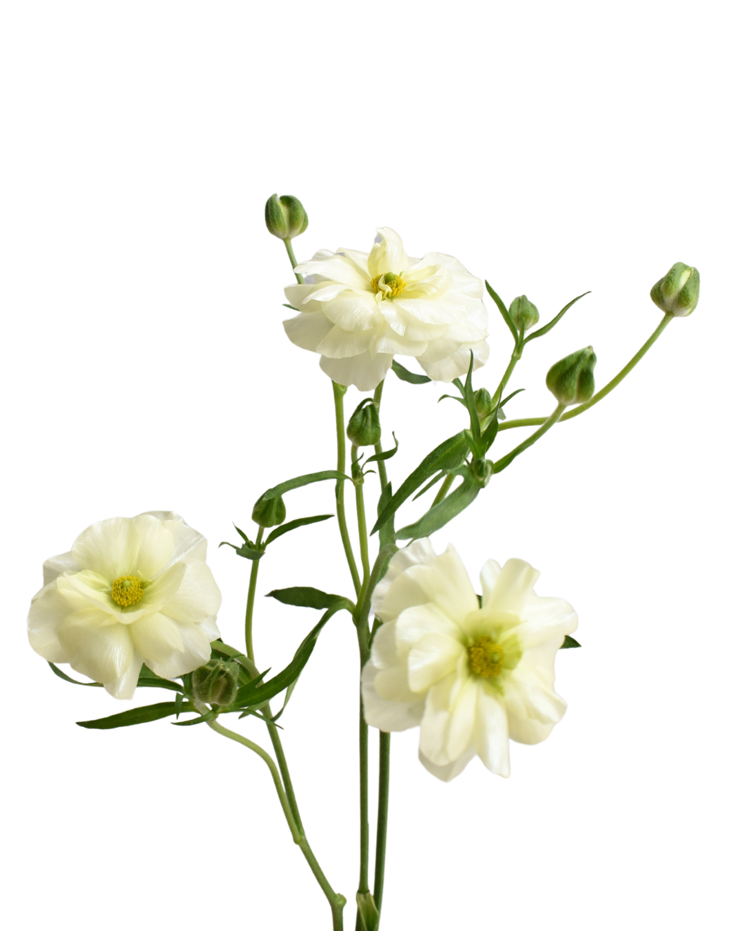 Cream 2 Ranunculus — wholesale