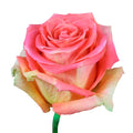 Grandiose Garden Rose, wholesale bicolor garden roses