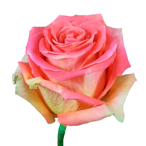 Grandiose Garden Rose, wholesale bicolor garden roses