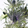 Green Jackpot Anemone — wholesale