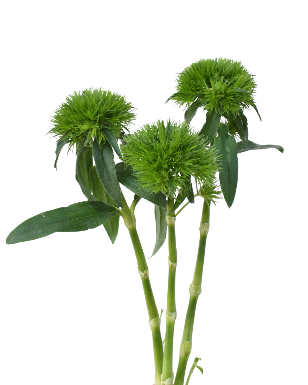 Green Wicky Dianthus — wholesale