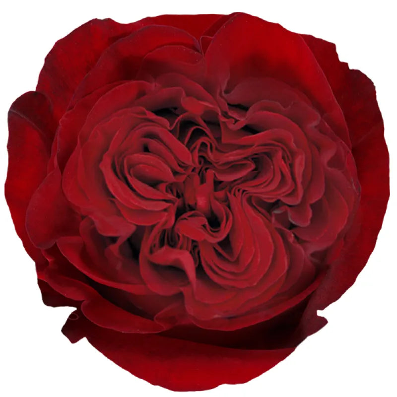 Hearts Rose